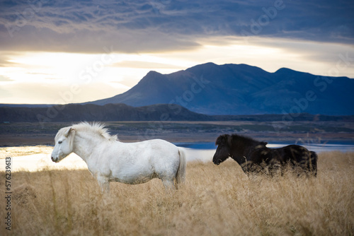 Two Icelandic horses roaming in foxtail field, Hvitserkur, Iceland photo