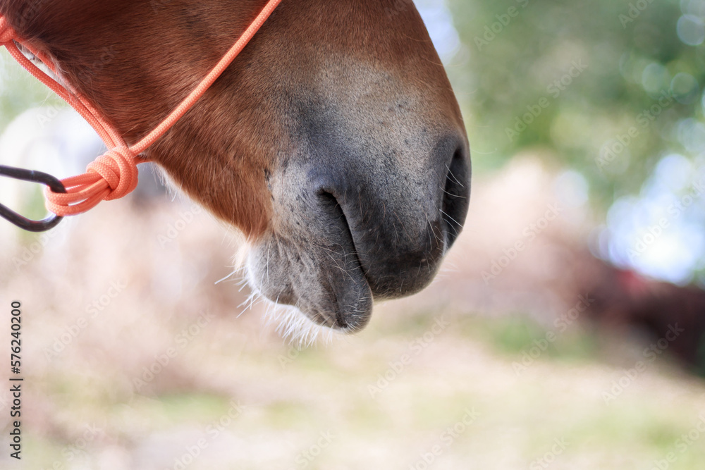 Profile of a horse's nose Stock Photo Adobe Stock