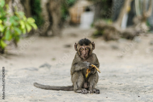 Monkey eating banana on Monkey Island in Ha Long Bay, Vietnam