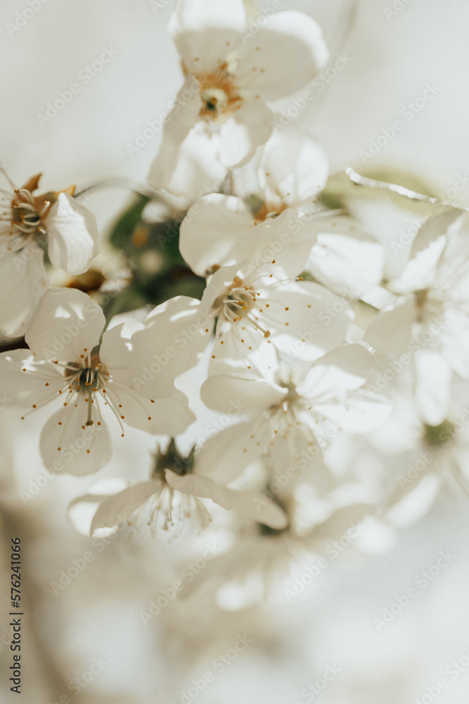 fruit trees in bloom, beautiful spring easter photo fruit trees in bloom, beautiful spring easter photo