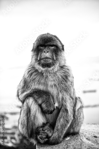 Black and white portrait of Barbary macaque (Macaca sylvanus) photo