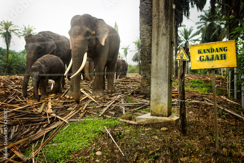Family of Sumatran elephants (Elephas maximus sumatranus) standing behind electric fence photo