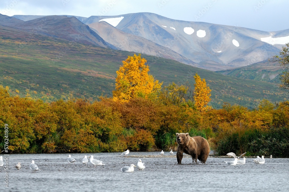 Grizzly bear (Ursus arctos ssp.) and birds in lake in Katmai National Park, Alaska, USA Grizzly bear (Ursus arctos ssp.) and birds in lake in Katmai National Park, Alaska, USA