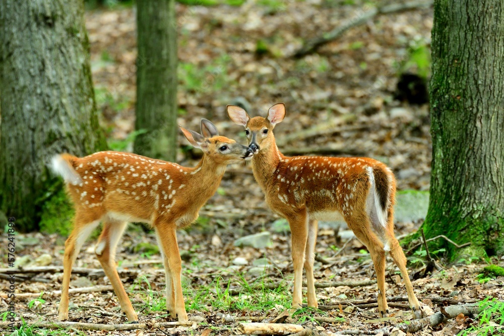 White tail fawns play in the woods White tail fawns play in the woods