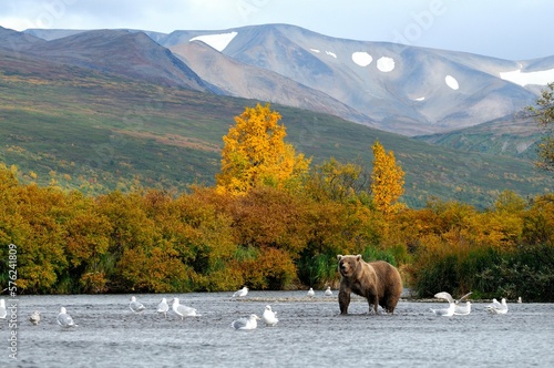 Grizzly bearÂ (UrsusÂ arctosÂ ssp.) and birds in lake in Katmai National Park, Alaska, USA photo