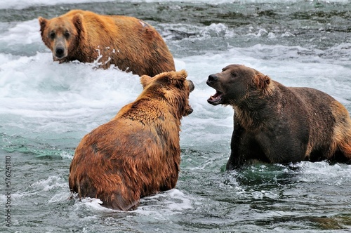 Grizzly bearsÂ (UrsusÂ arctosÂ ssp.) fighting, Katmai National Park, Alaska, USA photo