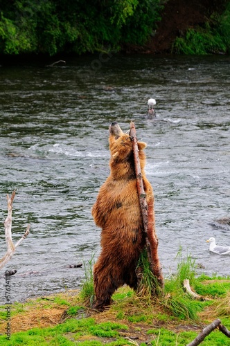 Grizzly bearÂ (UrsusÂ arctosÂ ssp.) scratching back on tree, Katmai National Park, Alaska, USA
