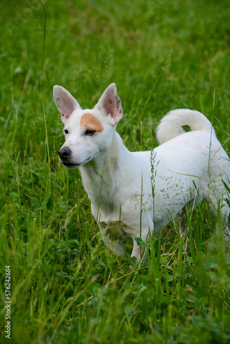 jack Russell  dog free spirit