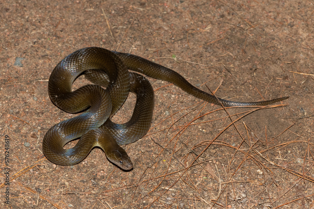 Olive Snake (Lycodonomorphus inornatus) Olive Snake (Lycodonomorphus inornatus)