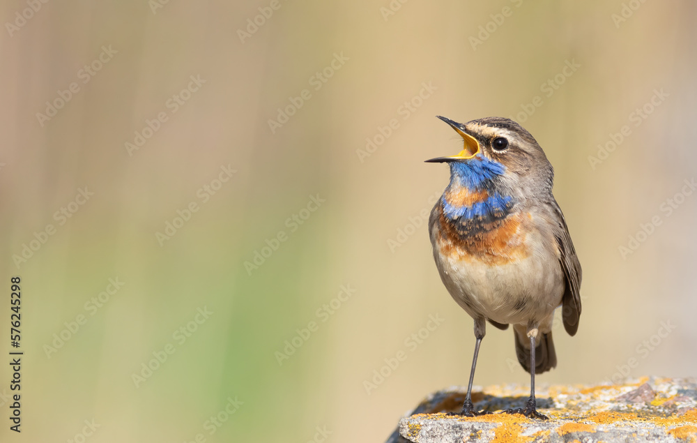 Bluethroat, Luscinia svecica. A bird sits on a beautiful rock and sings. Placement of text Bluethroat, Luscinia svecica. A bird sits on a beautiful rock and sings. Placement of text