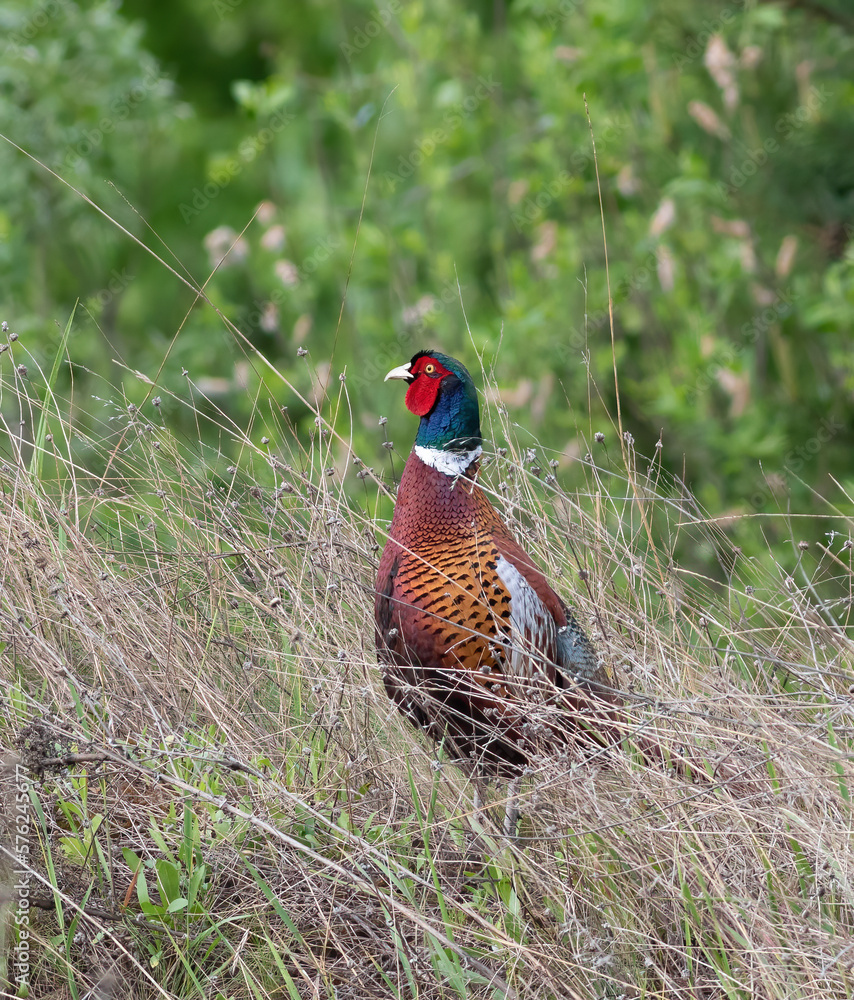 Fototapeta premium Common Pheasant, Phasianus colchicus. The male walks through the meadow