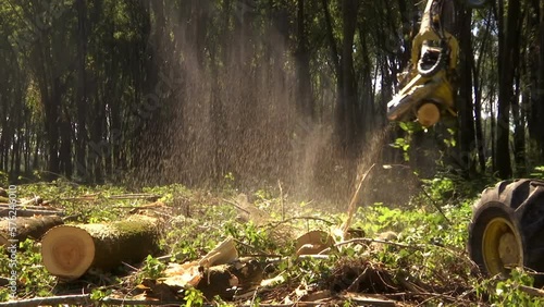 Wallpaper Mural Cutting Forests with Modern Machinery, Preparing Firewood for Winter, Video Clip Torontodigital.ca