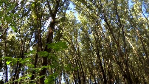 Wallpaper Mural Falling Tree - Cutting Forests with Modern Machinery, Preparing Firewood for Winter, Video Clip  Torontodigital.ca