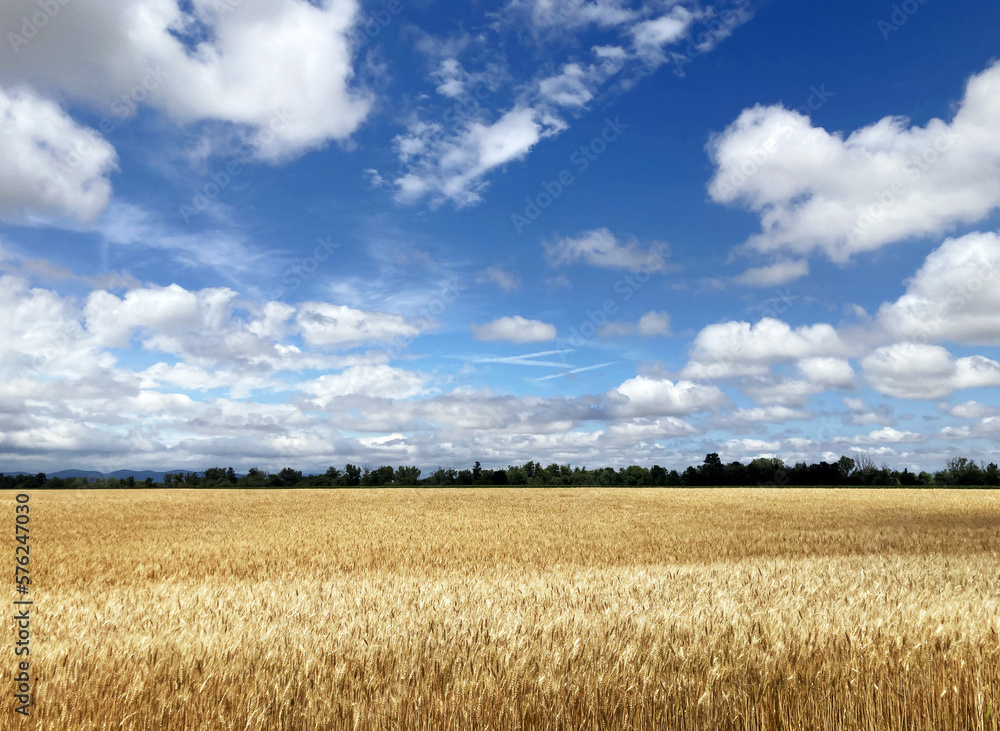 Wheat field with blue sky Wheat field with blue sky