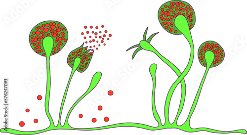 Structure of Rhizopus mold, also known as bread mold, black fungus, illustration. Opportunistic fungi that cause mucormycosis involving skin, nasal sinuses, brain and lungs. Complication of Covid-19