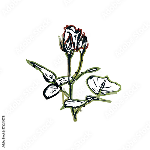 color sketch of a rose with transparent background