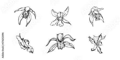 Hand drawn vector ink orchid flowers and branches, monochrome, detailed outline. Single flowers, leaves, stems. Isolated on white background. Design for wall art, wedding, print, tattoo, cover, card.