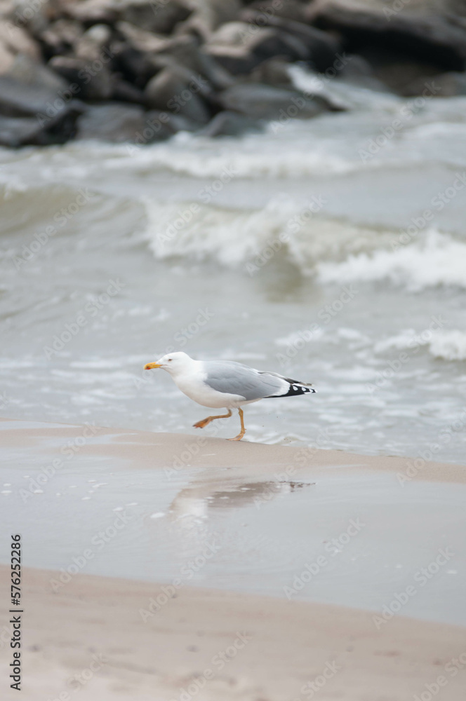 Baltic Sea, winter baltic sea, sea in poland, waves, storm, seagulls, poland Baltic Sea, winter baltic sea, sea in poland, waves, storm, seagulls, poland