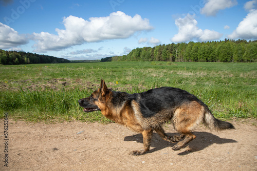 A shepherd dog runs along a sandy road, a shot in a jump.