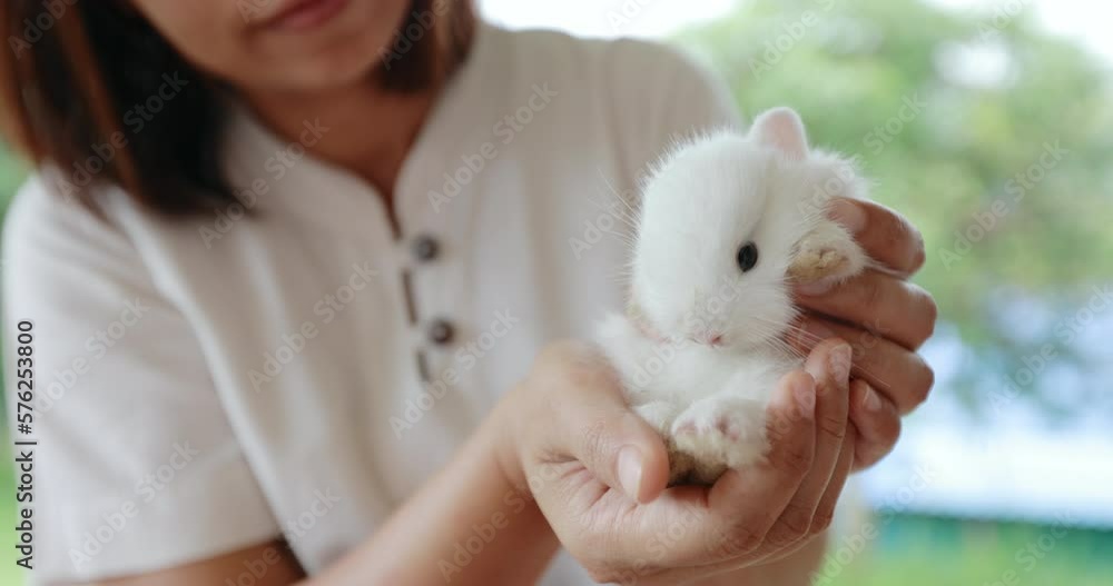 Adorable white baby bunny on asian woman hand Adorable white baby bunny on asian woman hand