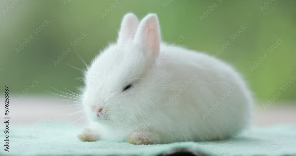 Baby bunny sitting on cloth and looking around with curious Baby bunny sitting on cloth and looking around with curious