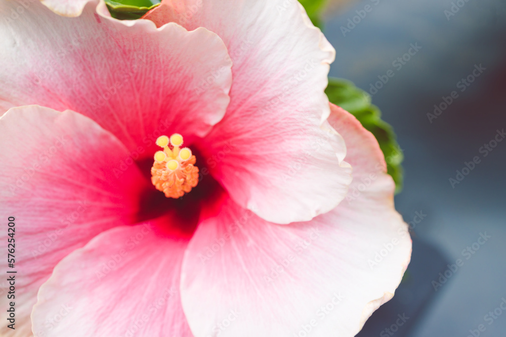 pink hibiscus flower with yellow stigmas and dark centre, close-up shot pink hibiscus flower with yellow stigmas and dark centre, close-up shot