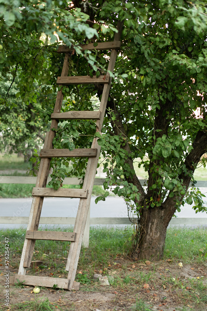 Garden ladder leaning against apples tree, preparations for harvest season. Pruning gardening high green plants in garden. Concept home garden. Rustic wooden ladder at orchard. Gardening concept Garden ladder leaning against apples tree, preparations for harvest season. Pruning gardening high green plants in garden. Concept home garden. Rustic wooden ladder at orchard. Gardening concept
