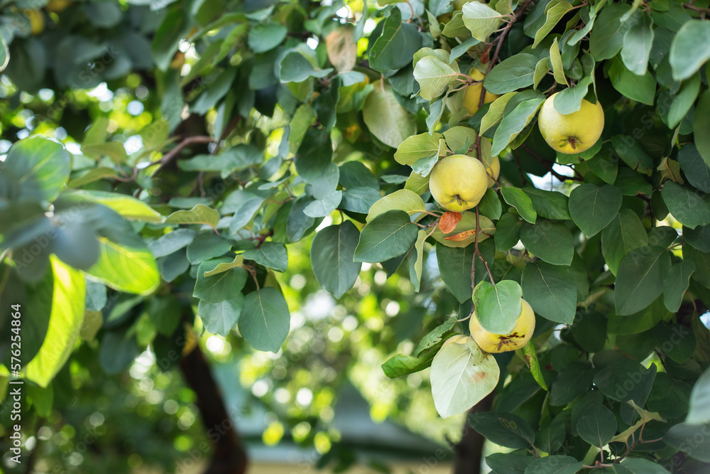 Ripe yellow quince fruit grows on a quince tree with green foliage in summer eco garden. Large fruits quince on tree are ready to harvest. Organic apples hanging on a tree branch in an apple orchard.	