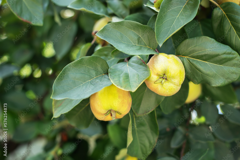 Obraz premium Ripe yellow quince fruit grows on a quince tree with green foliage in summer eco garden. Large fruits quince on tree are ready to harvest. Organic apples hanging on a tree branch in an apple orchard. 