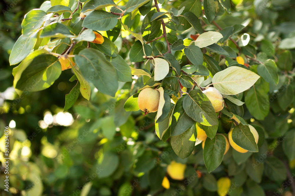 Ripe yellow quince fruit grows on a quince tree with green foliage in summer eco garden. Large fruits quince on tree are ready to harvest. Organic apples hanging on a tree branch in an apple orchard. Ripe yellow quince fruit grows on a quince tree with green foliage in summer eco garden. Large fruits quince on tree are ready to harvest. Organic apples hanging on a tree branch in an apple orchard.