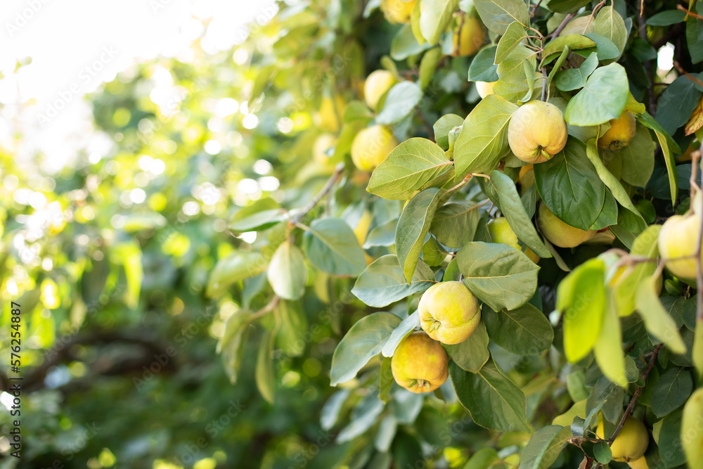 Ripe yellow quince fruit grows on a quince tree with green foliage in