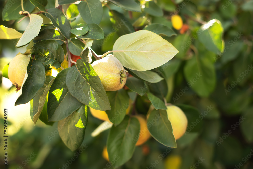 Ripe yellow quince fruit grows on a quince tree with green foliage in