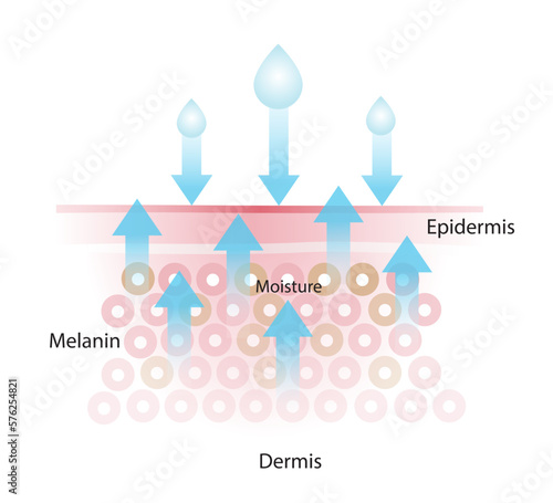 Loss of skin moisture vector illustration isolated on white background. The mechanism of losing moisture, lead to more water leaving and damaged skin. Skin care and beauty concept illustration.