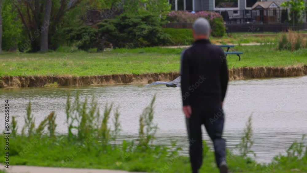 Slow Motion Panning Shot Of Great Blue Heron Flying Over Lake While Man Walking In Park - Arvada, Colorado Slow Motion Panning Shot Of Great Blue Heron Flying Over Lake While Man Walking In Park - Arvada, Colorado
