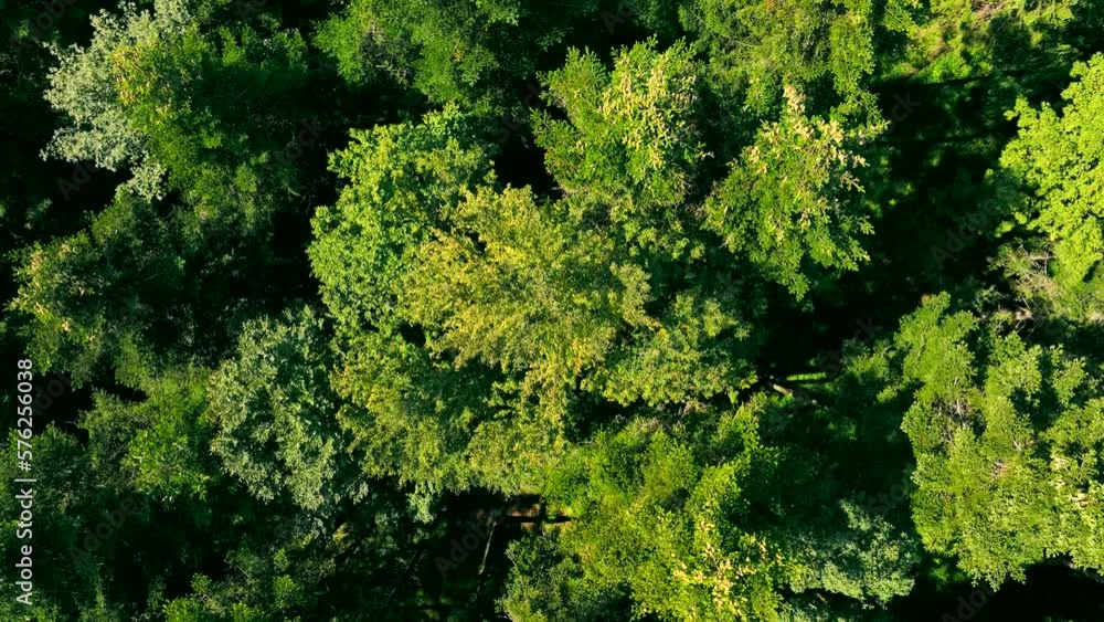 Forest view from above. View of treetops and mixed summer forest with green trees and meadows. Forest view from above. View of treetops and mixed summer forest with green trees and meadows.