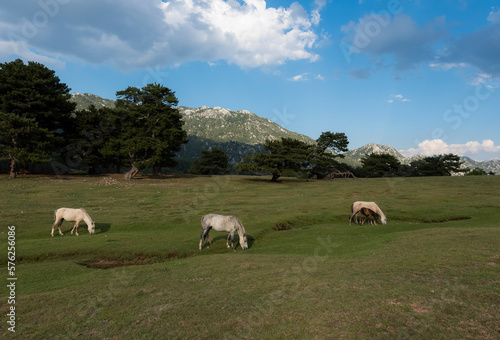 horses on a meadow