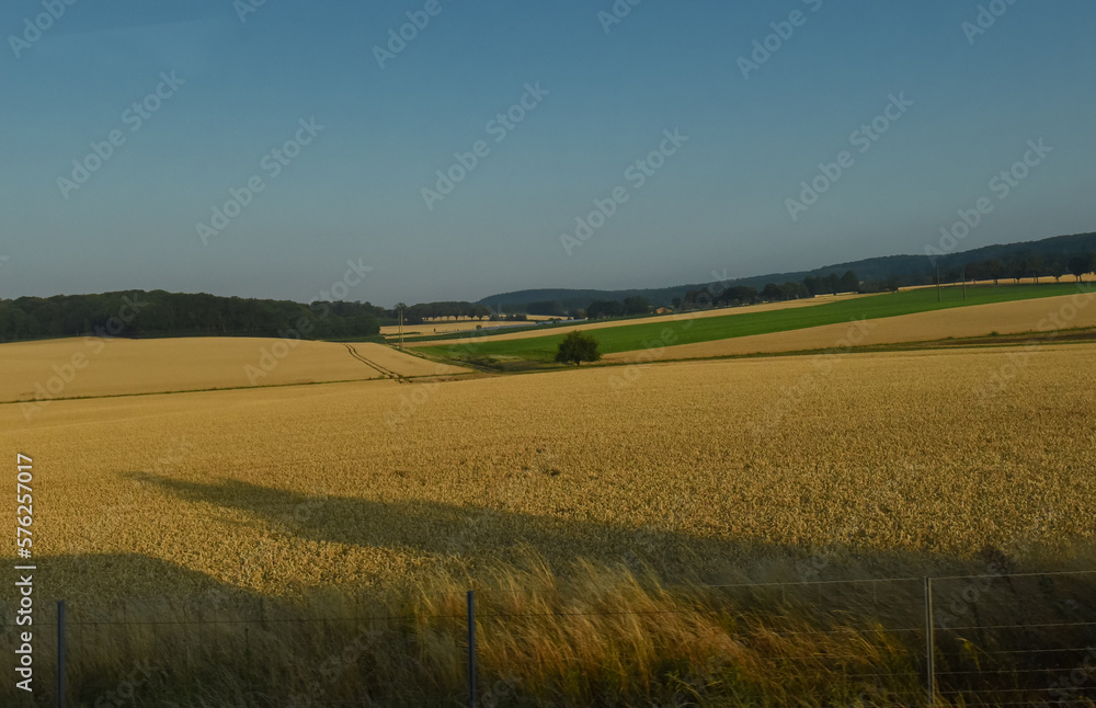 field of wheat in region