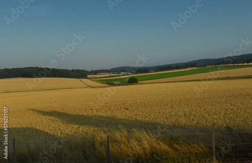 field of wheat in region