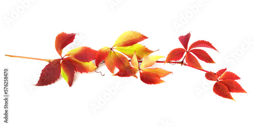 Branch of autumn grapes leaves (Parthenocissus quinquefolia foliage). Isolated on white background.