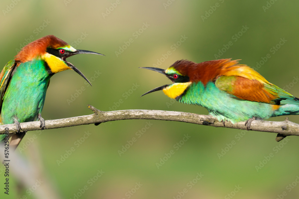 Obraz premium Paradise birds on a branch conflict