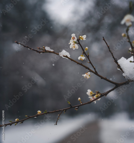 Blooming apple tree under snowfall. Spring landscape, weather concept