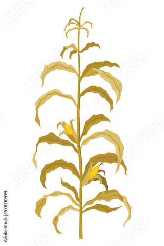 Corn growing stage. Maize growth plant isolated on white background. Farm plant evolving, development stage. Planting process