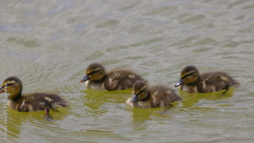 Slow Motion Shot Of Cute Wild Duck Ducklings Floating On Lake During Sunny Day - Arvada, Colorado Slow Motion Shot Of Cute Wild Duck Ducklings Floating On Lake During Sunny Day - Arvada, Colorado