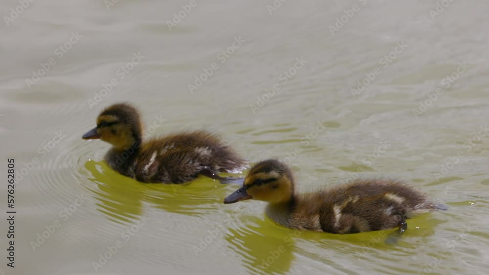 Slow Motion Shot Of Cute Mallard Ducklings Foraging On Rippled Lake - Arvada, Colorado Slow Motion Shot Of Cute Mallard Ducklings Foraging On Rippled Lake - Arvada, Colorado