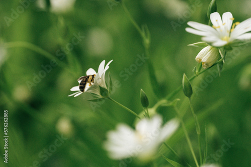 beautiful white flower closeup with a bee collects honey, macro. fresh background, spring theme  © Людмила Таможенко