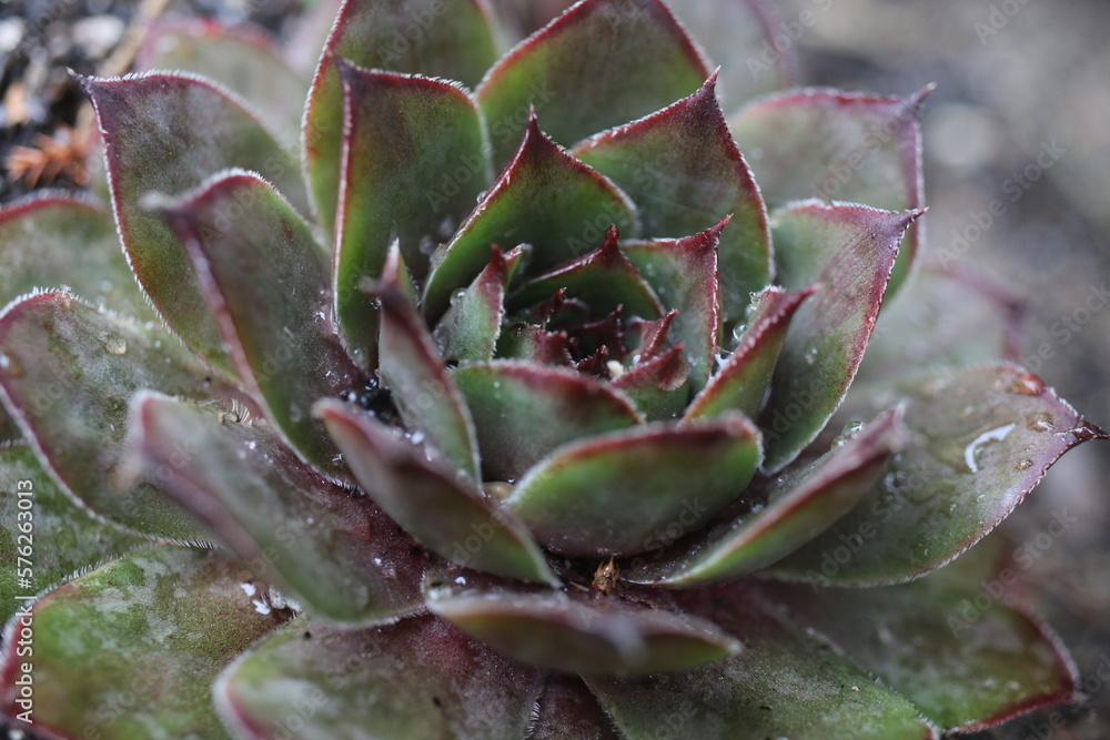 Sempervivum GELBER STERN Rojnik Gelber Stern Sempervivum GELBER STERN Rojnik Gelber Stern