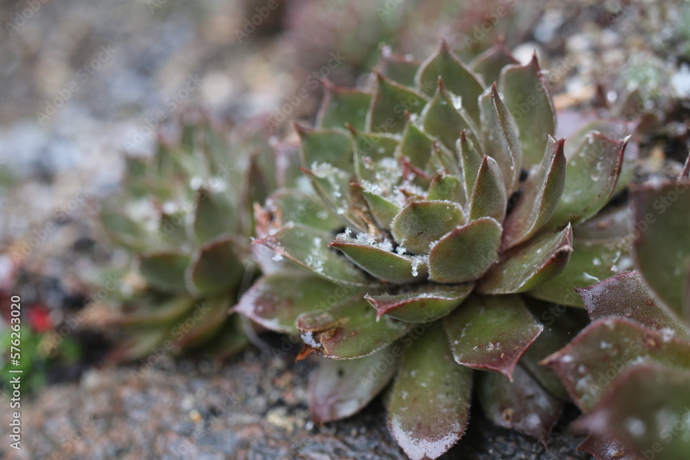 Sempervivum GELBER STERN Rojnik Gelber Stern Sempervivum GELBER STERN Rojnik Gelber Stern