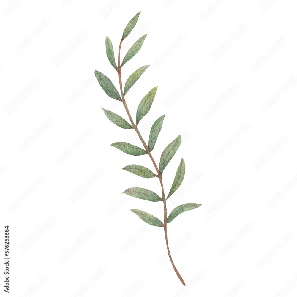 Naklejka premium Watercolor leaves Botanical collection natural elements on white background illustration