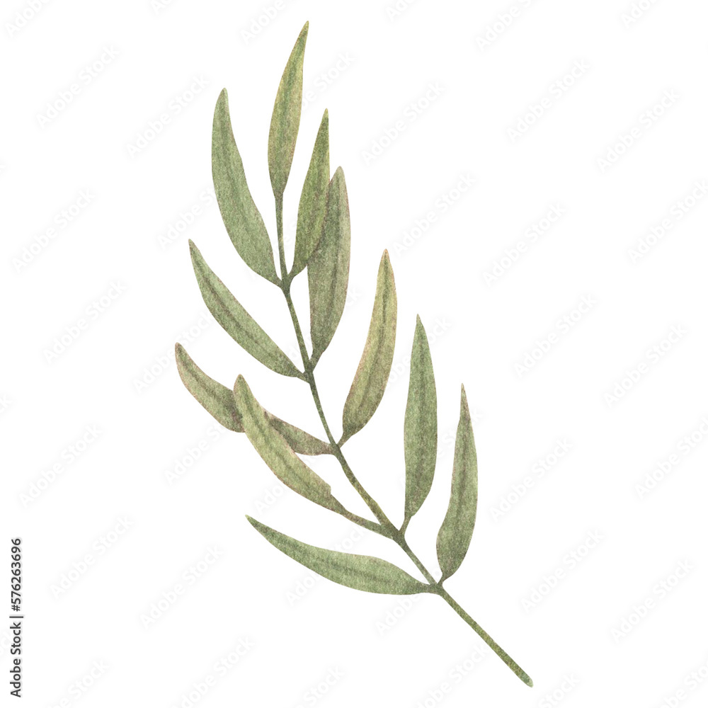 Watercolor leaves Botanical collection natural elements on white background illustration Watercolor leaves Botanical collection natural elements on white background illustration