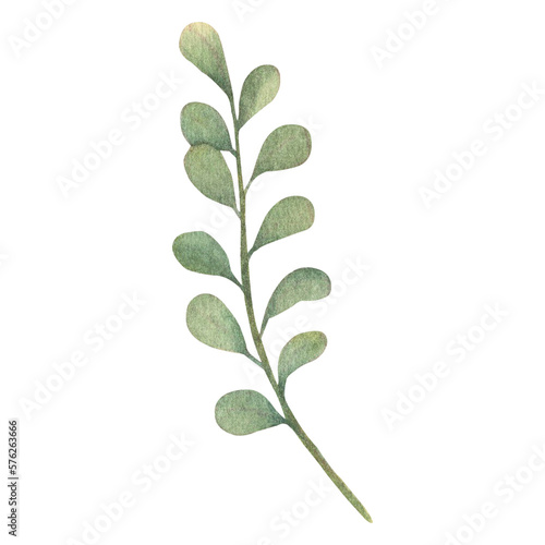 Watercolor leaves Botanical collection   natural elements on white background  illustration